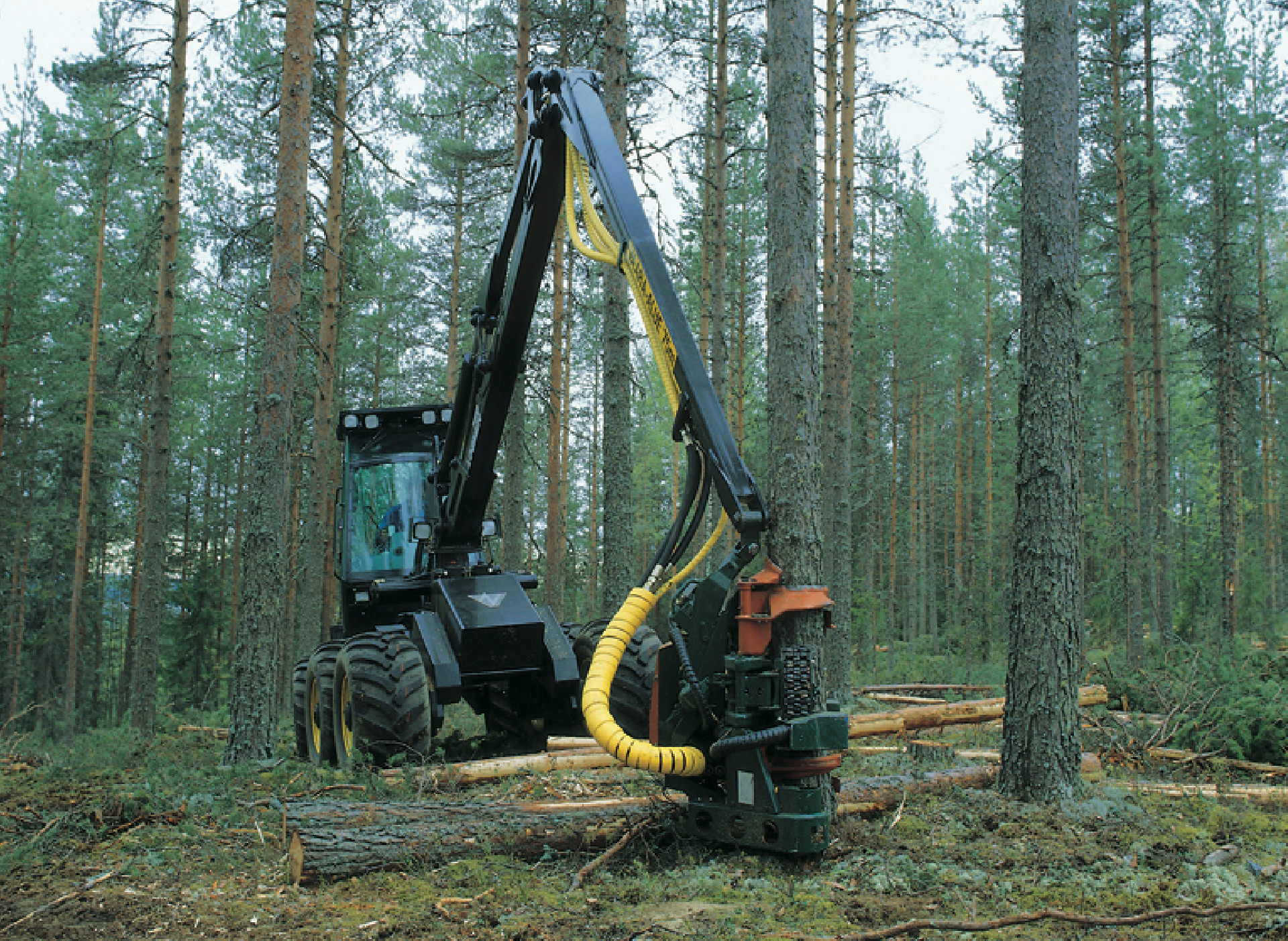 forestry 1920w